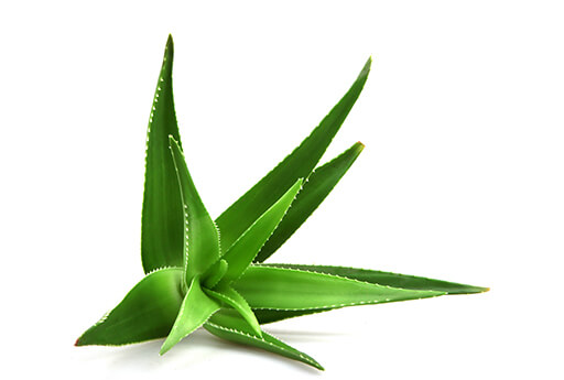 Rhinomer Aloe Vera